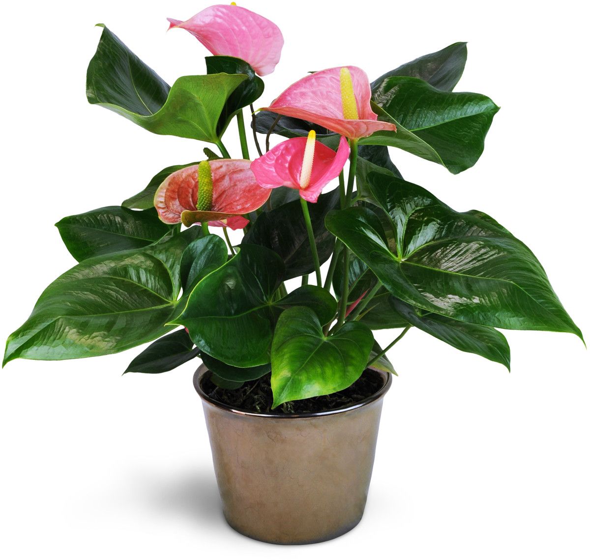 Anthurium Plant 2 - Redflowersngifts.com