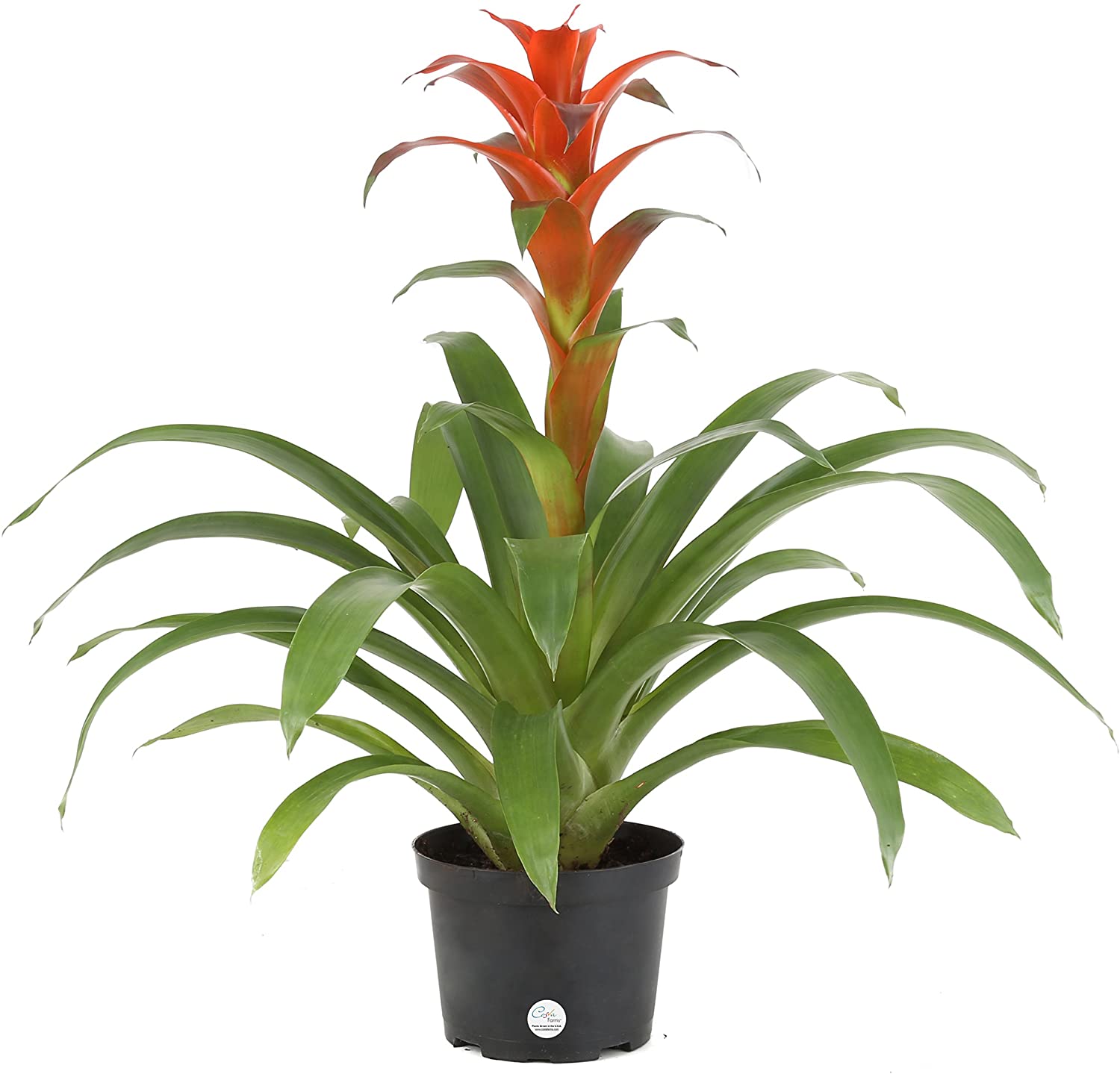 Bromeliads - Redflowersngifts.com