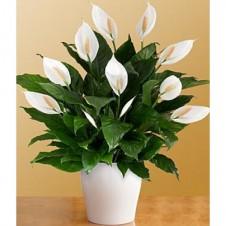 Deluxe Lush Tropical Evergreen Lily - Redflowersngifts.com